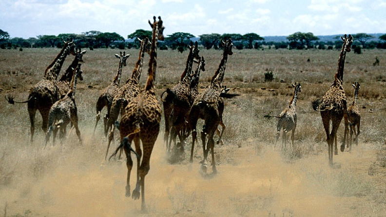 Stampede, Giraffes
